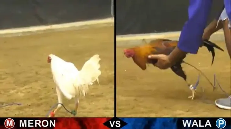 Hướng Dẫn Chi Tiết Cách Chơi Đá Gà Sabong Tại SaoWin Cho Người Mới